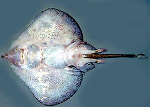 Malacoraja spinacidermis_05.jpg